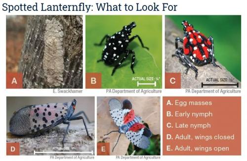 Spotted Lantern Fly Life Cycle