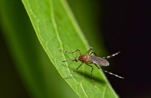 Mosquito on a leaf.