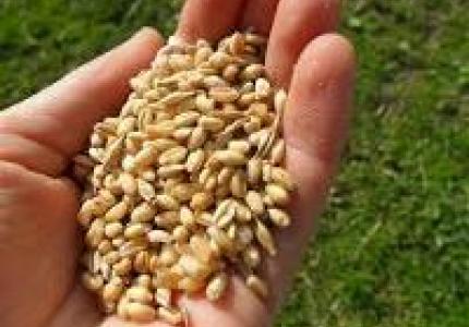 Seed Inspection, Grains of wheat held in hand