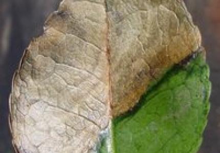 Sudden oak death leaf