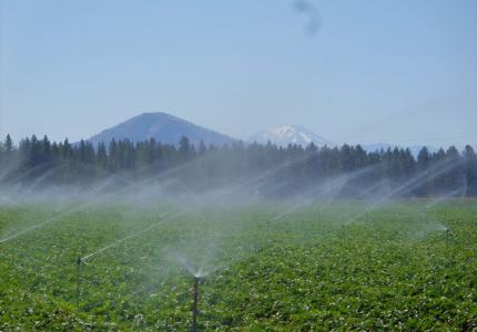 Sprinklers watering agricultural field