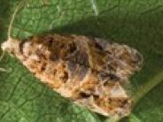 European Grapevine Moth 