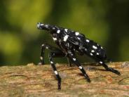Spotted Lanternfly 1rst Instar