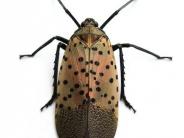 Spotted Lanternfly Adult Top View