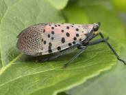 Spotted Lanternfly Adult Side View