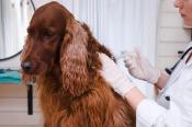 Dog Getting Vaccinated