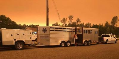 Carr Fire Animal Rescue