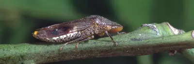 Image of GWSS