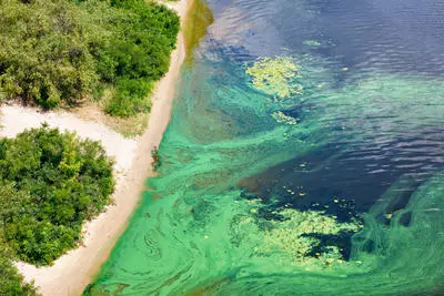 Green and yellow harmful algal bloom in a lake.