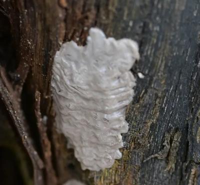 Spotted Lanternfly Egg Mass