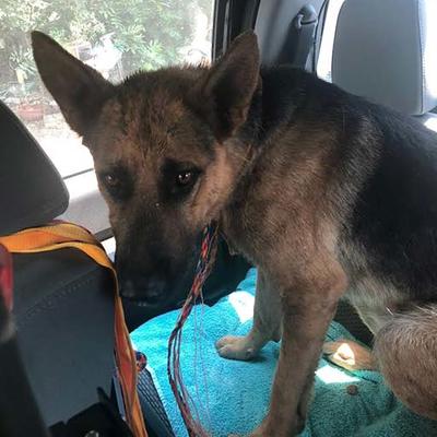 Dog Rescue