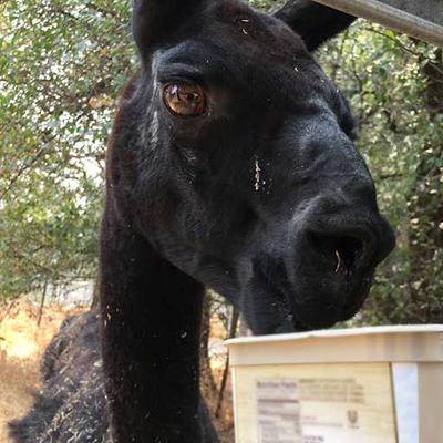 Llama Rescue